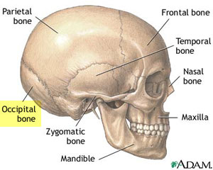 Cranial bones