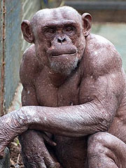 Bald chimp